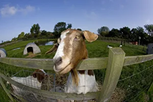 Boer domestic goat (Capra hircus) waiting to be fed, Norfolk, UK, September Boer domestic goat (Capra hircus) waiting to be fed, Norfolk, UK, September