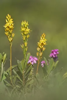 Bog Asphodel (Narthecium ossifragum) and Cross-leaved Heath (Erica tetralix) in flower Bog Asphodel (Narthecium ossifragum) and Cross-leaved Heath (Erica tetralix) in flower