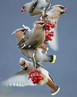 Bohemian waxwings (Bombycilla garrulus) feeding on berries, Uto Finland October Bohemian waxwings (Bombycilla garrulus) feeding on berries, Uto Finland October