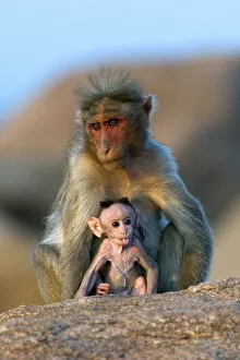 Images Dated 17th March 2007: Bonnet Macaque (Macaca radiata) mother with infant. Karnataka, India