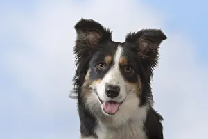 Border collie, head portrait, Norfolk, UK, May Border collie, head portrait, Norfolk, UK, May
