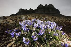 Boreal jacobs ladder (Polemonium boreale) flowers, Spitsbergen, Svalbard, Norway Boreal jacobs ladder (Polemonium boreale) flowers, Spitsbergen, Svalbard, Norway