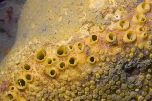 Boring Sponge (Cliona celata). Channel Islands, UK, May Boring Sponge (Cliona celata). Channel Islands, UK, May