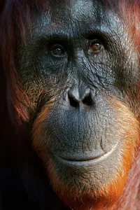 Bornean Orangutan (Pongo pygmaeus) female face portrait, Tanjung Puting reserve Bornean Orangutan (Pongo pygmaeus) female face portrait, Tanjung Puting reserve