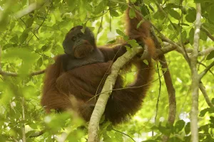 Bornean orangutan (Pongo pygmaeus) male, Gunung Palung National Park, Borneo Bornean orangutan (Pongo pygmaeus) male, Gunung Palung National Park, Borneo