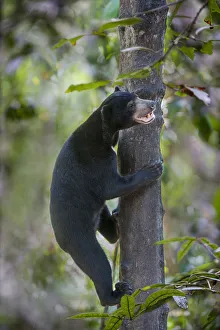 Bornean sun bear (Helarctos malayanus euryspilus) climbing tree at Bornean Sun Bear Bornean sun bear (Helarctos malayanus euryspilus) climbing tree at Bornean Sun Bear