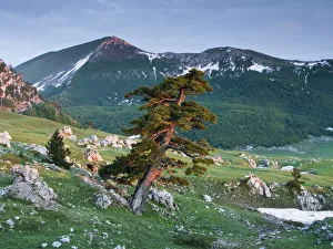Bosnian pine (Pinus leucodermis / heldreichii) in rock strewn landscape, Pollino National Park Bosnian pine (Pinus leucodermis / heldreichii) in rock strewn landscape, Pollino National Park