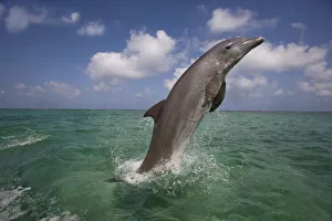 Bottle-nosed dolphin (Tursiops truncatus) breaching, Bay Islands, Honduras, Caribbean Bottle-nosed dolphin (Tursiops truncatus) breaching, Bay Islands, Honduras, Caribbean