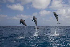 Three Bottle-nosed dolphins (Tursiops truncatus) breaching, Bay Islands, Honduras Three Bottle-nosed dolphins (Tursiops truncatus) breaching, Bay Islands, Honduras