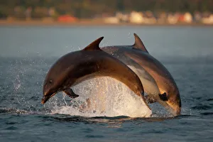 Bottlenose dolphin (Tursiops truncatus) two breaching in evening light, Moray Firth Bottlenose dolphin (Tursiops truncatus) two breaching in evening light, Moray Firth