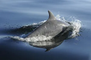 Bottlenose dolphin (Tursiops truncatus) surfacing, off the Lleyn Peninsula, North Wales, UK Bottlenose dolphin (Tursiops truncatus) surfacing, off the Lleyn Peninsula, North Wales, UK