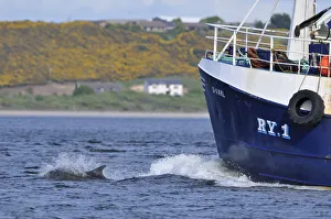 Bottlenosed dolphin (Tursiops truncatus) bow riding fishing boat, Moray Firth, Nr Inverness Bottlenosed dolphin (Tursiops truncatus) bow riding fishing boat, Moray Firth, Nr Inverness