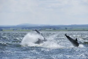 Bottlenosed dolphins (Tursiops truncatus) breaching, Moray Firth, Nr Inverness, Scotland Bottlenosed dolphins (Tursiops truncatus) breaching, Moray Firth, Nr Inverness, Scotland