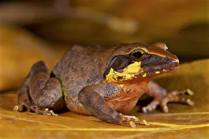 Boulenger's wrinkled ground frog (Cornufer boulengeri / Platymantis boulengeri) Boulenger's wrinkled ground frog (Cornufer boulengeri / Platymantis boulengeri)