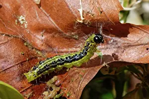 Print of Box-tree moth caterpillar within a Beech leaf in a Buxus bush