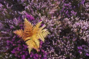 Bracken, flowering Bell Heather (Erica cinerea) and Ling (Calluna vulgaris). Rockford Common Bracken, flowering Bell Heather (Erica cinerea) and Ling (Calluna vulgaris). Rockford Common