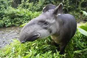 Brazilian tapir (Tapirus terrestris) portrait, Tambopata Research Centre, Peru Brazilian tapir (Tapirus terrestris) portrait, Tambopata Research Centre, Peru