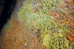 Breadcrumb Sponge (Halichondria panicea) and other encrusting sponges. Channel Islands, UK, June Breadcrumb Sponge (Halichondria panicea) and other encrusting sponges. Channel Islands, UK, June