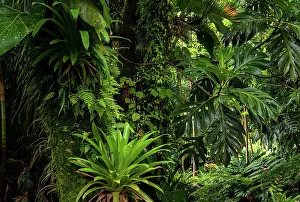 Lush Green Foliage Prints: Breadfruit tree (Artocarpus altilis) providing shade to tropical plants growing along hot volcanic stream in a garden