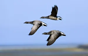 Brent geese (Branta bernicla) flying, Hallig Hooge, Germany, April 2009 Brent geese (Branta bernicla) flying, Hallig Hooge, Germany, April 2009