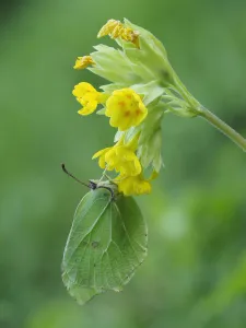 Brimstone butterfly (Goneopteryx rhamni) male roosting on Cowslip (Primula veris) Bedfordshire Brimstone butterfly (Goneopteryx rhamni) male roosting on Cowslip (Primula veris) Bedfordshire