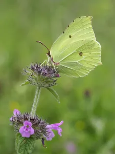 Brimstone butterfly (Goneopteryx rhamni) male on Wild basil flower (Clinopodium vulgare) Brimstone butterfly (Goneopteryx rhamni) male on Wild basil flower (Clinopodium vulgare)