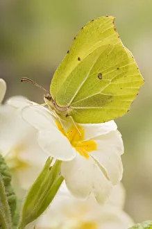 Brimstone butterfly (Gonepteryx rhamni) Male at rest on Primrose flower, West Sussex Brimstone butterfly (Gonepteryx rhamni) Male at rest on Primrose flower, West Sussex