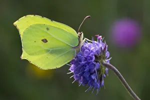 Brimstone butterfly (Gonepteryx rhamni) on Devil's-bit Scabious (Succisa pratensis) Brimstone butterfly (Gonepteryx rhamni) on Devil's-bit Scabious (Succisa pratensis)