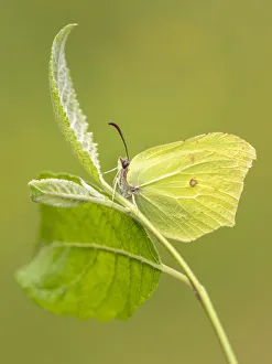 Brimstone butterfly (Gonepteryx rhamni) resting among foliage, Meeth Quarry, Devon, UK Brimstone butterfly (Gonepteryx rhamni) resting among foliage, Meeth Quarry, Devon, UK