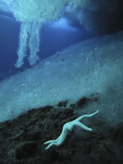 Brinicles (brine icicles or ice stalactites) forming under the ice, growing towards the sea floor Brinicles (brine icicles or ice stalactites) forming under the ice, growing towards the sea floor