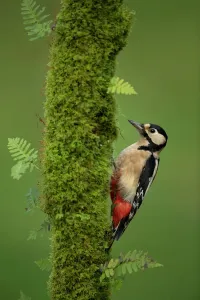 Great Spotted Woodpecker Print, Scotland, November