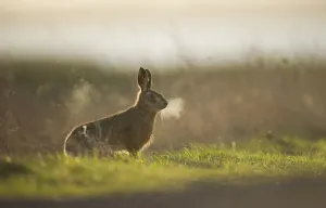 European Brown Hare Print