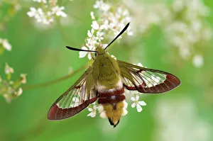 Broad-bordered Bee Hawkmoth (Hemaris fuciformis) portrait on Cow Parsley (Anthriscus sylvestris) Broad-bordered Bee Hawkmoth (Hemaris fuciformis) portrait on Cow Parsley (Anthriscus sylvestris)