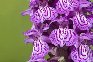Broad-leaved / Irish marsh orchid (Dactylorhiza majalis) flowers, Nordtirol, Austrian Alps Broad-leaved / Irish marsh orchid (Dactylorhiza majalis) flowers, Nordtirol, Austrian Alps