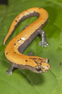 Broadfoot mushroomtongue salamander (Bolitoglossa platydactyla), Catemaco Lake, Los Broadfoot mushroomtongue salamander (Bolitoglossa platydactyla), Catemaco Lake, Los