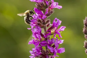 Brown banded carder bee (Bombus humilis) pollinating Rosebay Willowherb (Chamerion Brown banded carder bee (Bombus humilis) pollinating Rosebay Willowherb (Chamerion