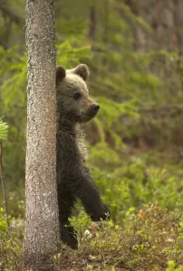 Brown Bear Cub (Ursus arctos) standing behind tree. Finland, Europe, June Brown Bear Cub (Ursus arctos) standing behind tree. Finland, Europe, June