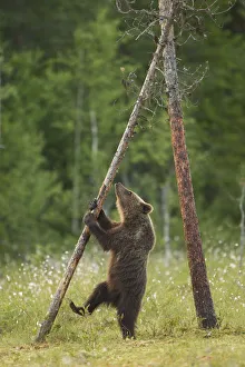 Brown Bear (Ursus arctos), cub climbing a tree, Finland, July Brown Bear (Ursus arctos), cub climbing a tree, Finland, July