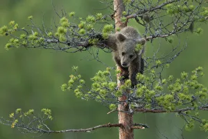 Brown Bear (Ursus arctos) cub climbing up a tree. Finland, July Brown Bear (Ursus arctos) cub climbing up a tree. Finland, July
