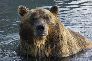 Brown bear (Ursus arctos) portrait, whilst fishing for sockeye salmon in the Ozernaya River Brown bear (Ursus arctos) portrait, whilst fishing for sockeye salmon in the Ozernaya River