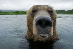 Brown bear (Ursus arctos) portrait in the Ozernaya River, Kuril Lake, South Kamchatka Sanctuary Brown bear (Ursus arctos) portrait in the Ozernaya River, Kuril Lake, South Kamchatka Sanctuary