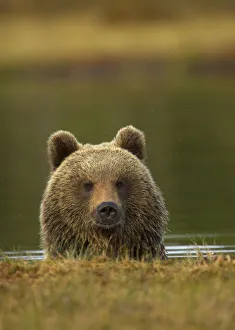 Brown Bear (Ursus arctos) portrait in water. Finland, Europe, June Brown Bear (Ursus arctos) portrait in water. Finland, Europe, June