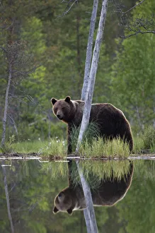 Brown Bear (Ursus arctos) and reflection in pond. Finland, Europe, June Brown Bear (Ursus arctos) and reflection in pond. Finland, Europe, June