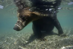 Brown bear (Ursus arctos) seen from underwater, fishing for Sockeye salmon, Ozernaya River Brown bear (Ursus arctos) seen from underwater, fishing for Sockeye salmon, Ozernaya River