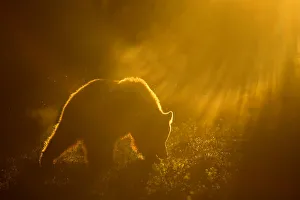 Brown Bear (Ursus arctos) silhouetted at dawn, Suomussalmi, Kainuu region, Finland Brown Bear (Ursus arctos) silhouetted at dawn, Suomussalmi, Kainuu region, Finland