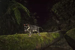 Brown four eyed opossum (Metachirus nudicauda) at night in cloud forest, Choco region Brown four eyed opossum (Metachirus nudicauda) at night in cloud forest, Choco region