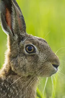Brown hare (Lepus europaeus) adult in arable field, Scotland, August Brown hare (Lepus europaeus) adult in arable field, Scotland, August