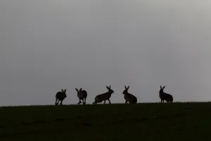 Five Brown hares (Lepus europaeus) silhouetted against the skyline, Hertfordshire Five Brown hares (Lepus europaeus) silhouetted against the skyline, Hertfordshire