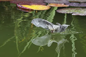 Brown Long-eared bat (Plecotus auritus) drinking from a lily pond , Surrey, UK Brown Long-eared bat (Plecotus auritus) drinking from a lily pond , Surrey, UK