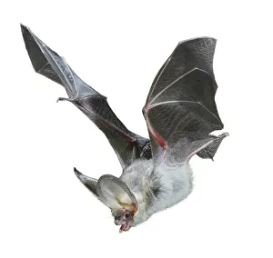 Brown long eared bat (Plecotus auritus) in flight, Surrey, UK Brown long eared bat (Plecotus auritus) in flight, Surrey, UK